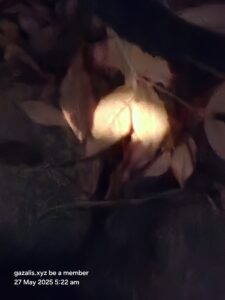 Shadow of light magic of art